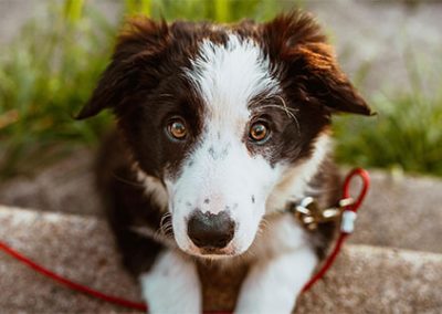 Vancouver Humane Society