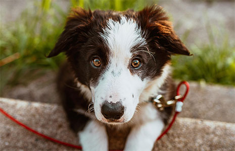 Vancouver Humane Society